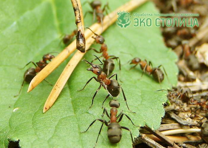 Как избавиться от муравьев на грядках в огороде народными средствами