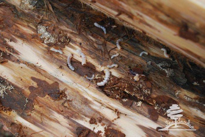 Как избавиться от муравьев в бревенчатой бане