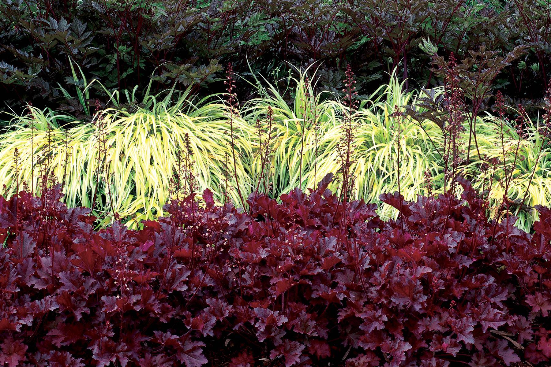 Heuchera Midnight Ruffles