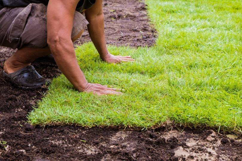 Газонная трава как сажать и ухаживать. подготовка удобрение почвы
