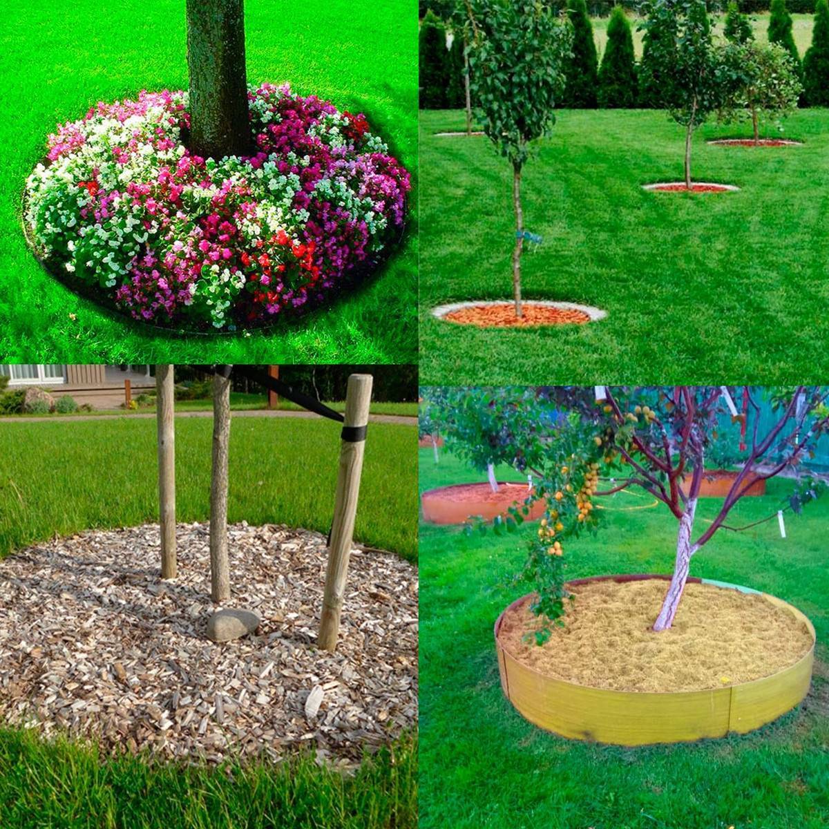 Приствольные круги плодовых деревьев: правила ухода, варианты оформления, мульчирование, высадка цветов, сидератов, использование декоративных элементов