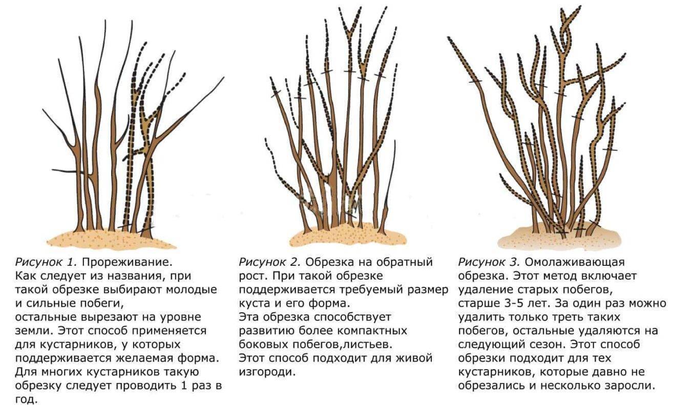 Сроки опрыскивания плодовых деревьев весной: когда и чем обрабатывать косточковые, семечковые, кустарники
