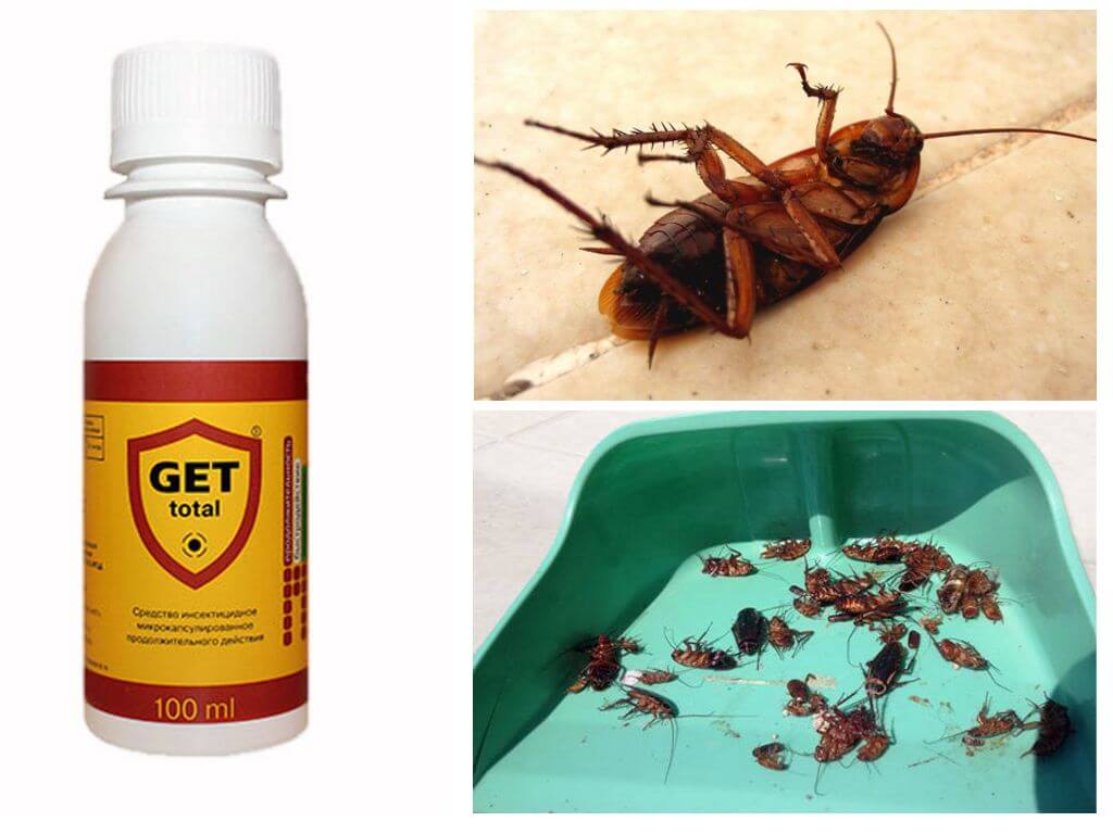 Как избавиться от тараканов в квартире навсегда: самые эффективные способы