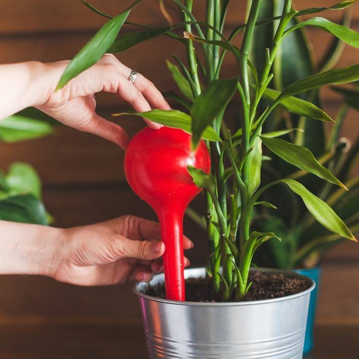 Из чего сделать автополив для комнатных растений своими руками и как обустроить домашнюю конструкцию для увлажнения грунта