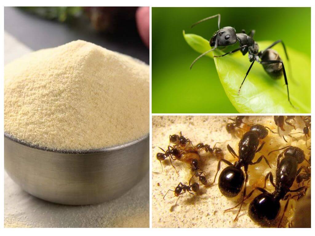 Народные средства от муравьев в доме: 17 способов избавления