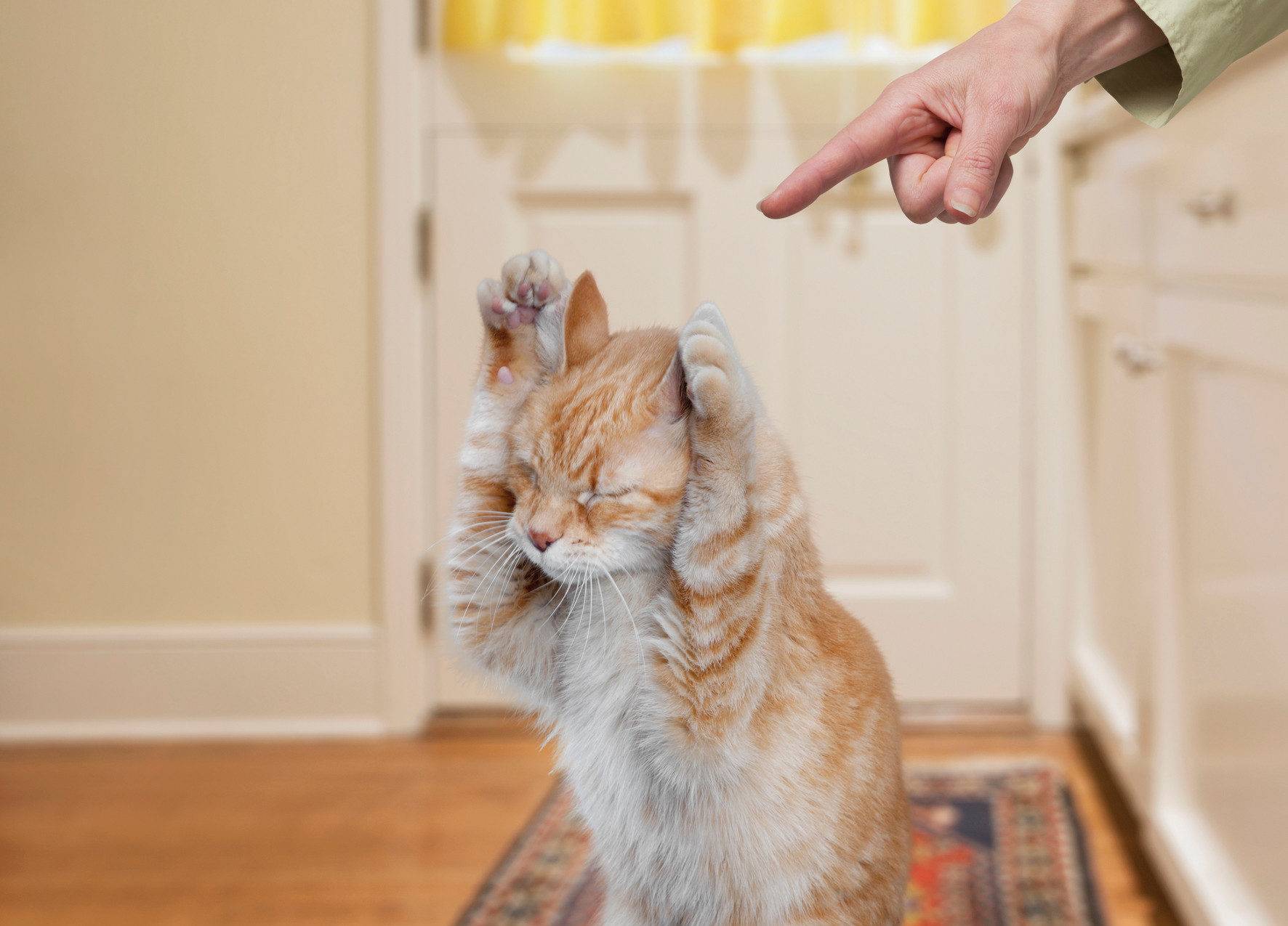 Как отучить кошку драть обои и мебель | кот и кошка