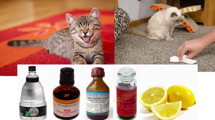 Как избавиться от запаха кота: свежесть просто и надолго