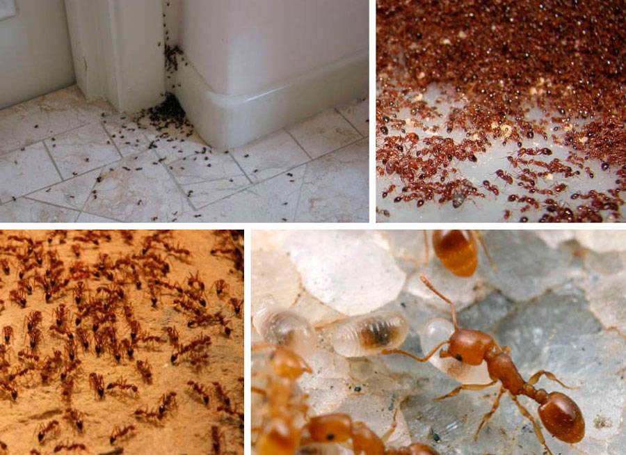 Как вывести муравьев из дома? домашние муравьи: как бороться :: syl.ru
