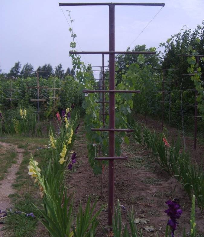 Изгородь для винограда – преимущества и назначение разных видов шпалер