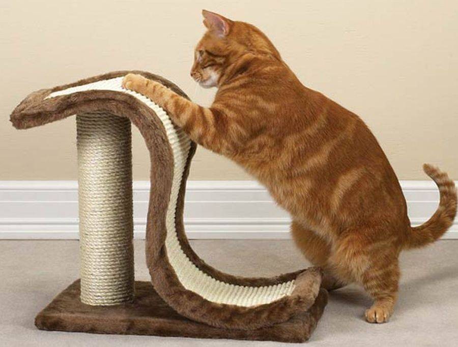 7 способов как быстро отучить кота царапать мебель раз и навсегда