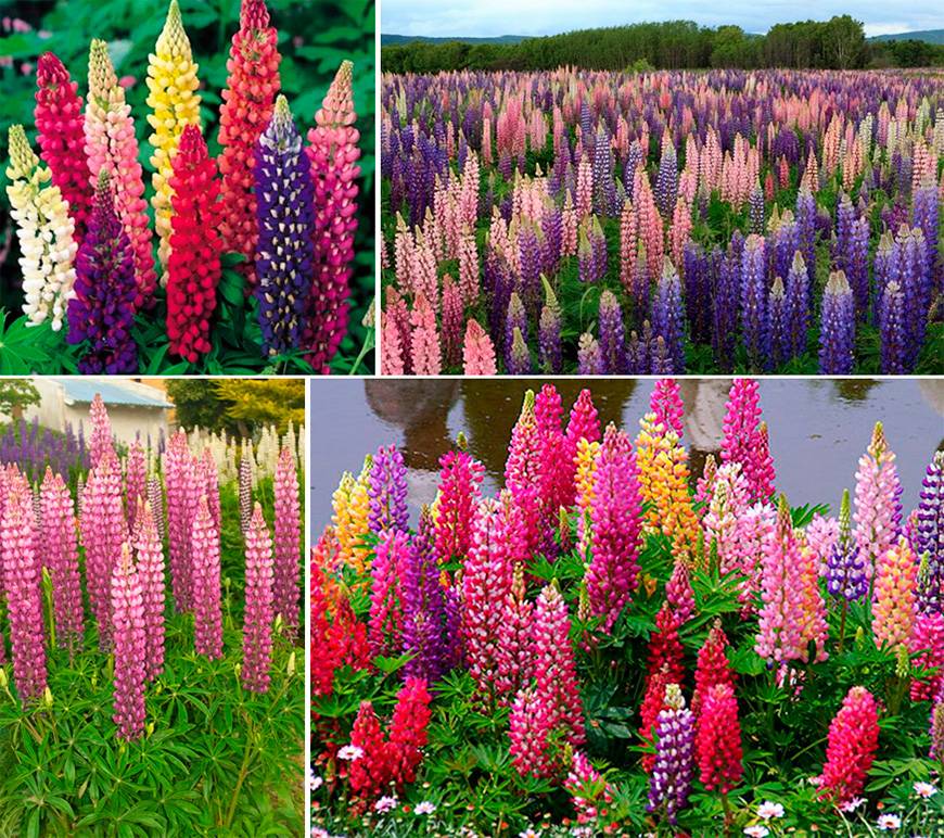 Цветы многолетники для сада неприхотливые долгоцветущие фото и названия