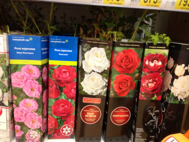Какой уход нужен в домашних условиях для розы в горшке после покупки в магазине?