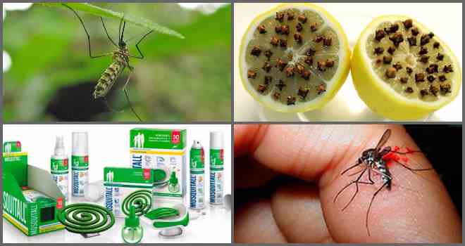 Стоит ли покупать фумигатор от комаров основные преимущества и недостатки устройства