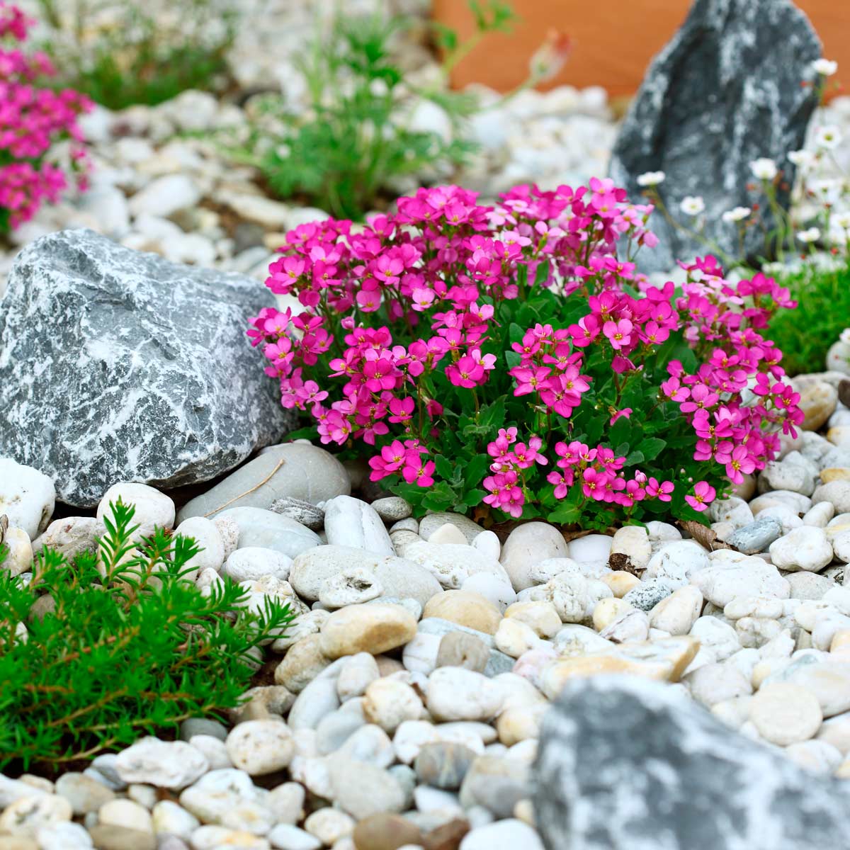 Растения для альпийской горки: названия многолетних цветов, цветущих все лето, устройство камней
 - 39 фото