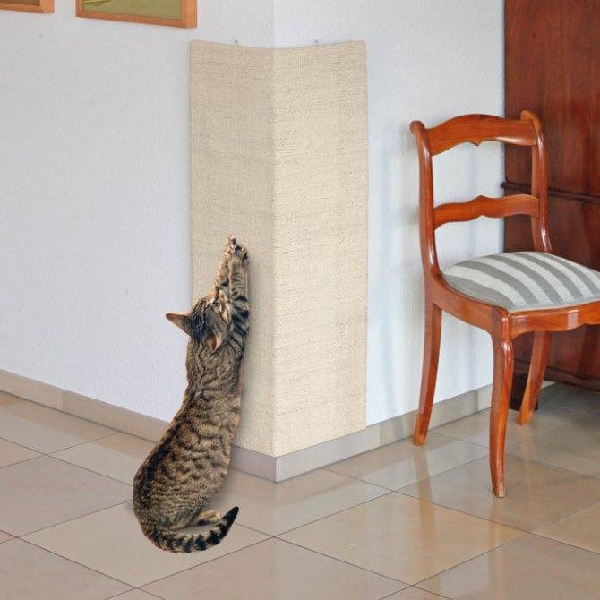 Как защитить обои и мебель от кота или кошки