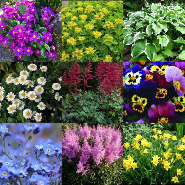 Неприхотливые цветы для дачи. фото и названия. самые яркие растения
