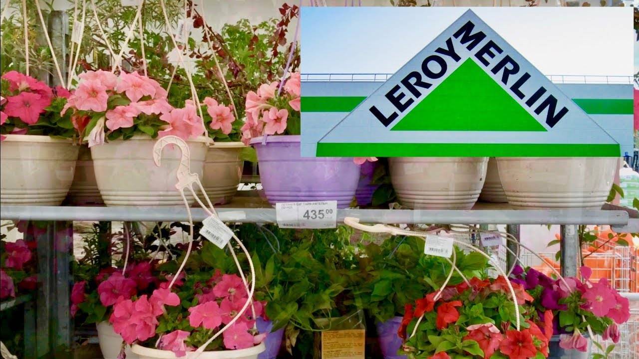 Леруа мерлен растения для сада семена конопли indoor купить