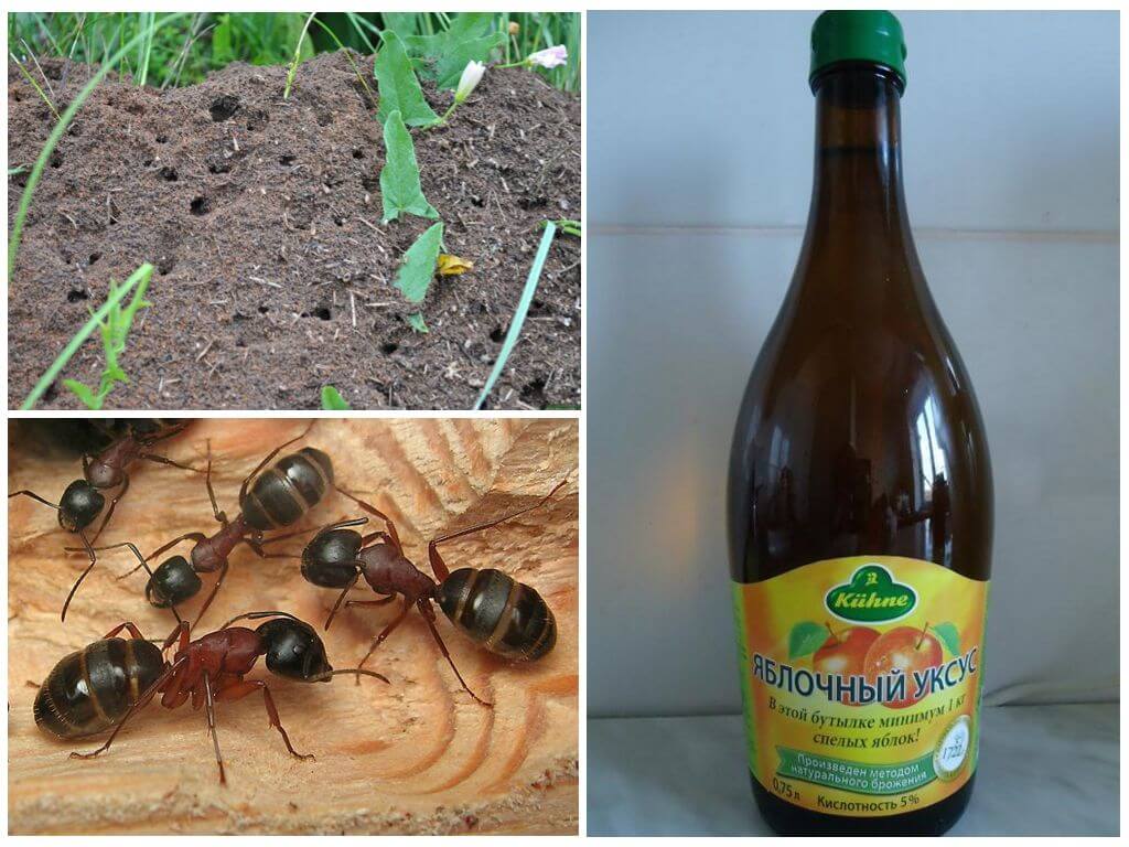 Как избавиться от муравьев в частном доме народными средствами
