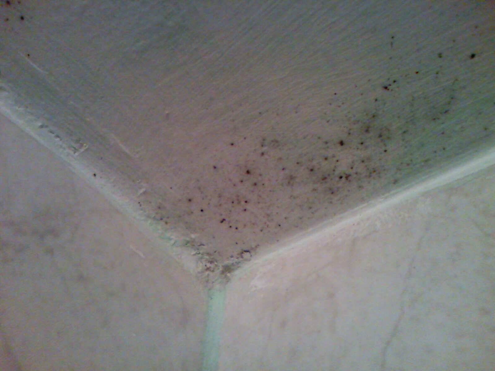 Как убрать плесень на герметике в ванной комнате: народные и химические средства для удаления черного грибка в душе