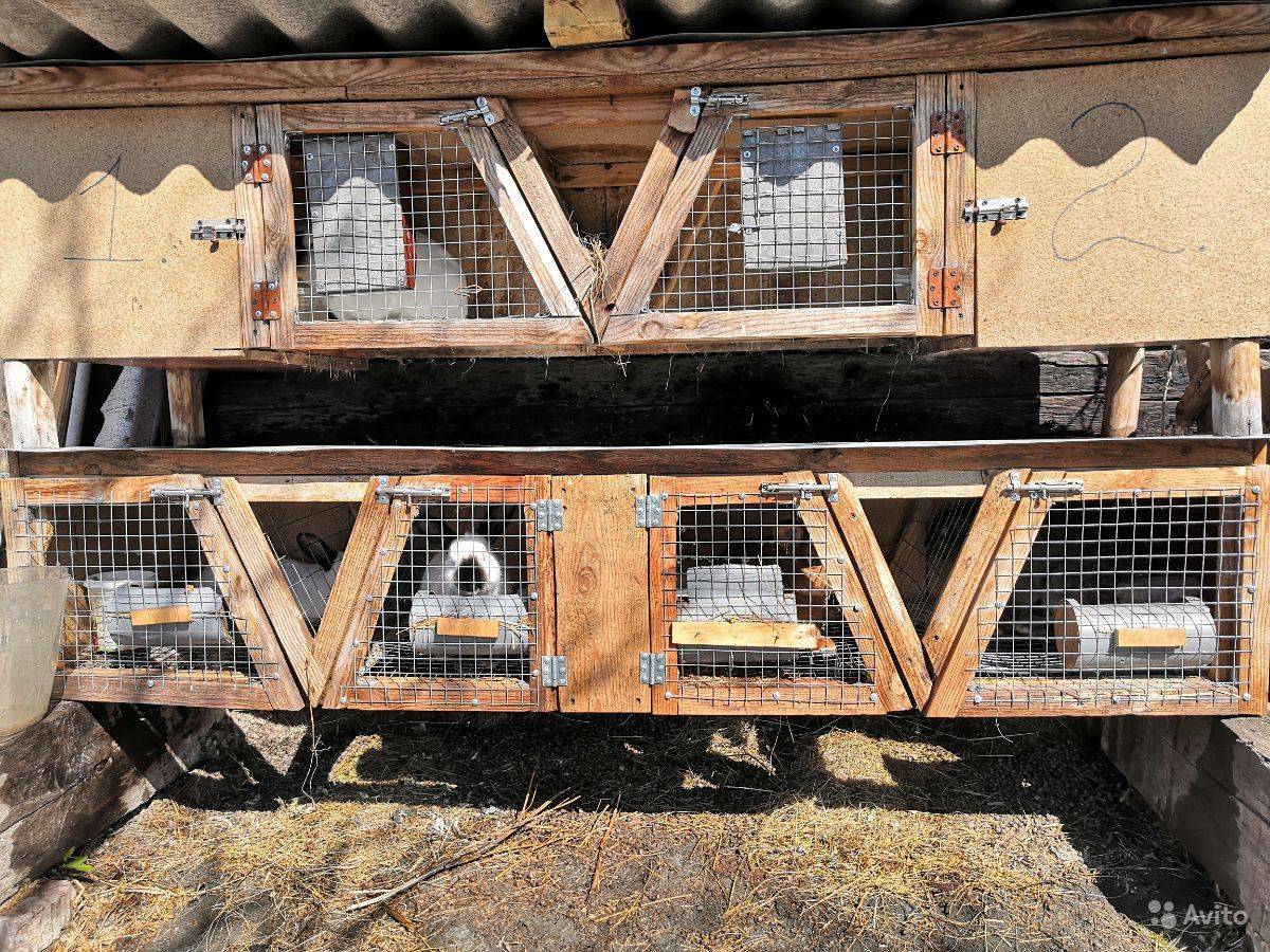 Крольчатник своими руками - подбор оптимальных материалов и особенности постройки домика для крольчат (115 фото)