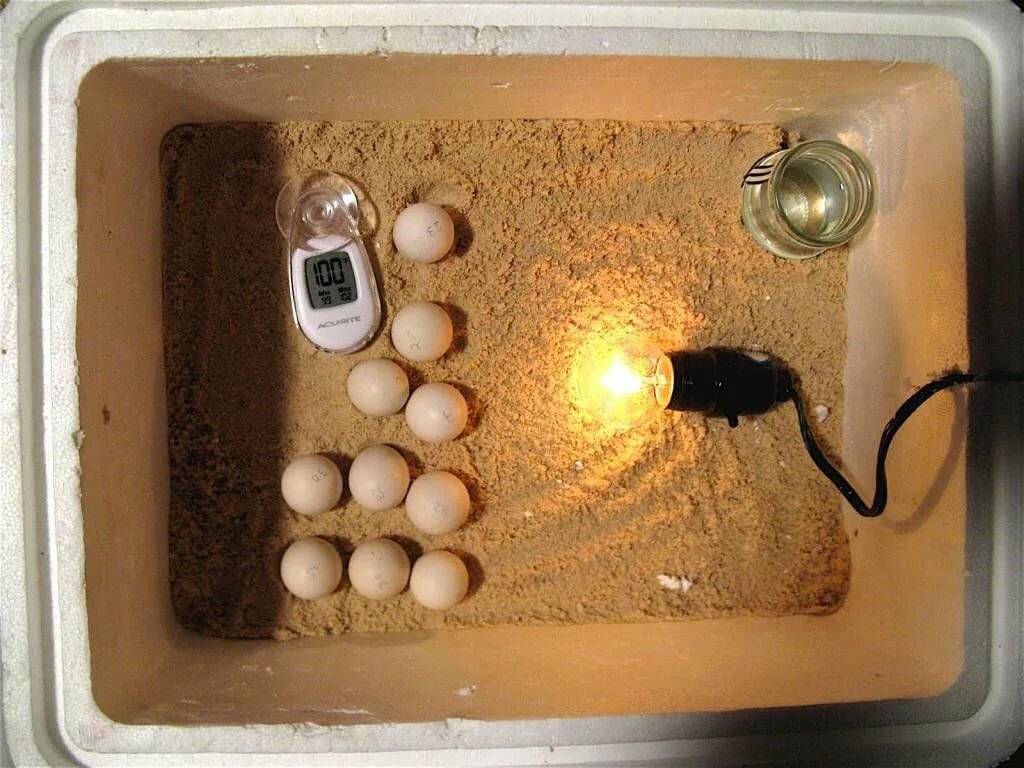 Инкубатор для яиц своими руками