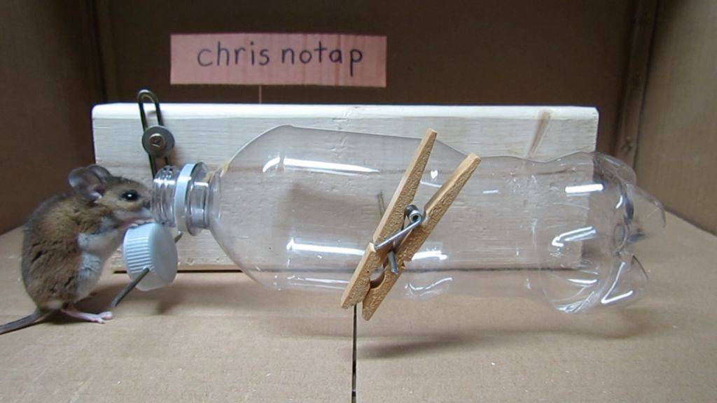 Мышеловки из пластиковых бутылок своими руками в домашних условиях: особенности изготовления ловушек
