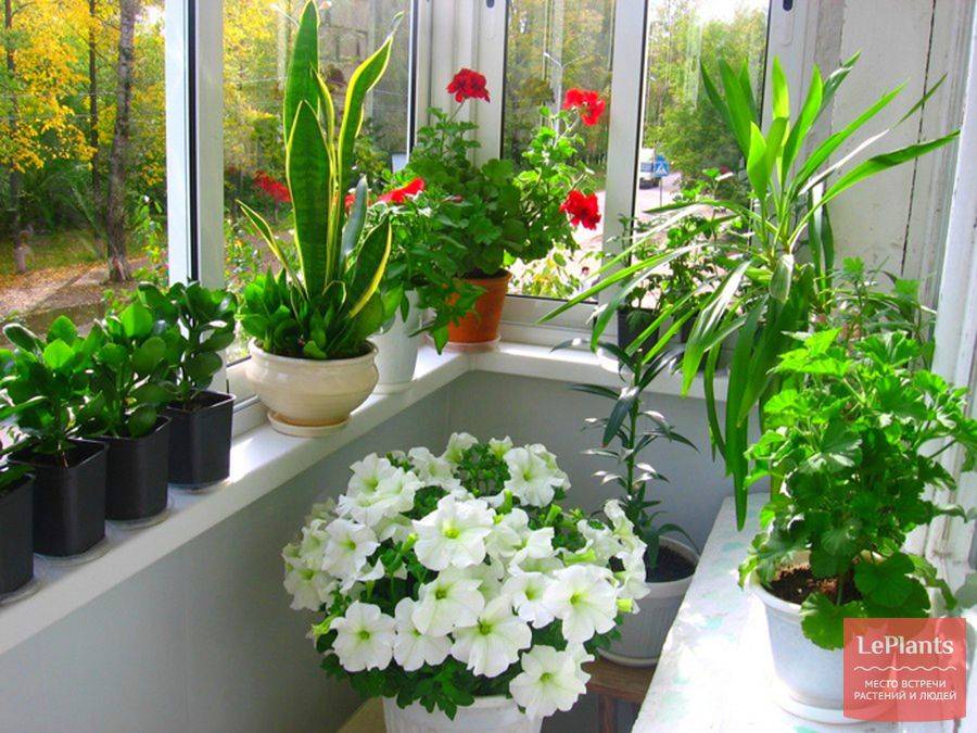 Какие можно посадить цветы на балконе: список названий, описание и фото - sadovnikam.ru