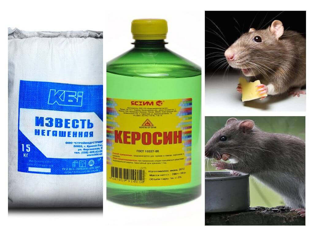 Уничтожение крыс с гарантией в квартире и доме