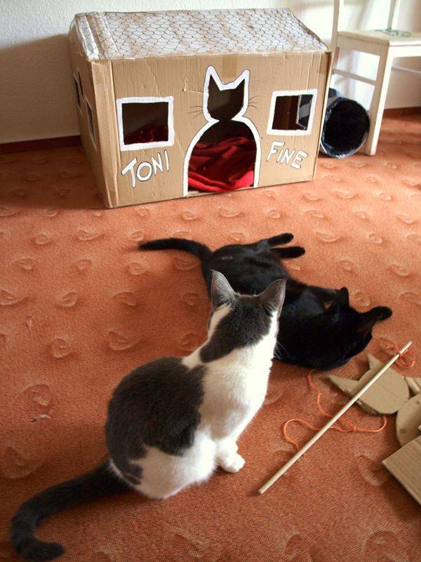 Как правильно выбрать домик для кошки