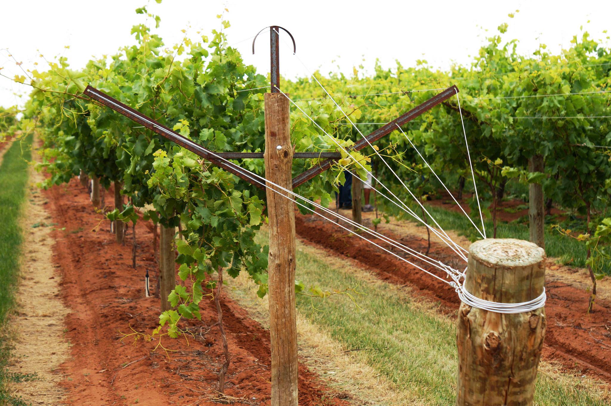Шпалера для для подвязки винограда: инструкция с размерами и чертежами для изготовления своими руками | (фото & видео)+отзывы