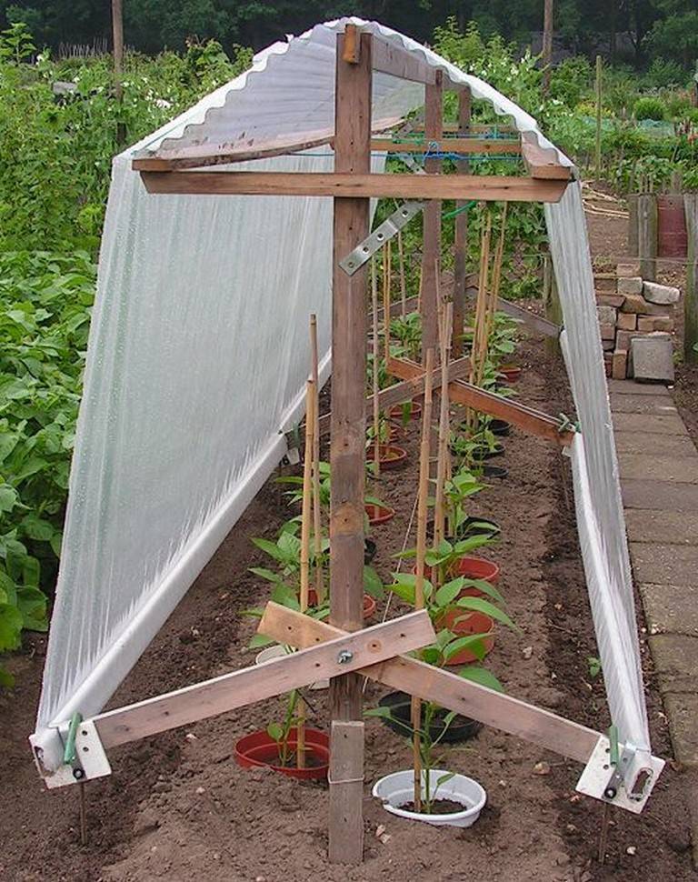 Как в теплице правильно посадить вместе перец, томаты и огурцы (фото): советы