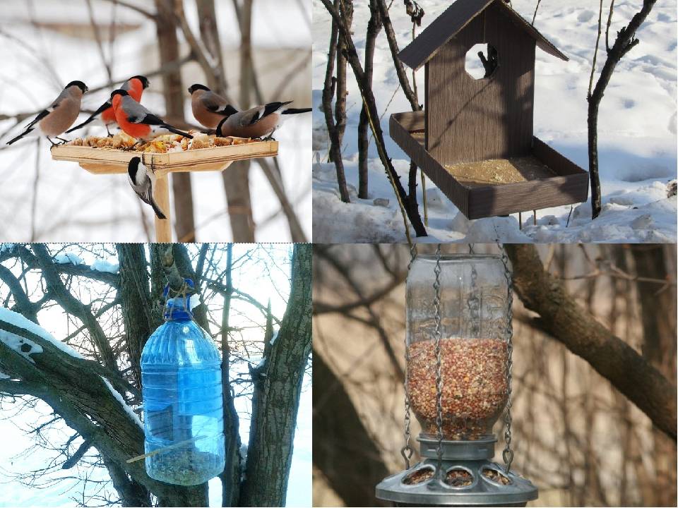 Кормушка для птиц: особенности и материалы, разновидности и изготовление, преимущества и рекомендации