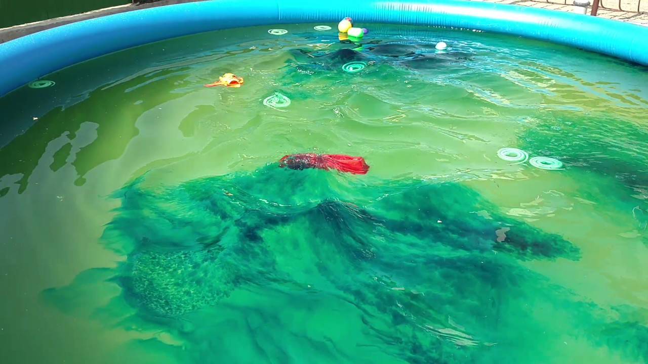Что делать, если зеленеет вода в бассейне
