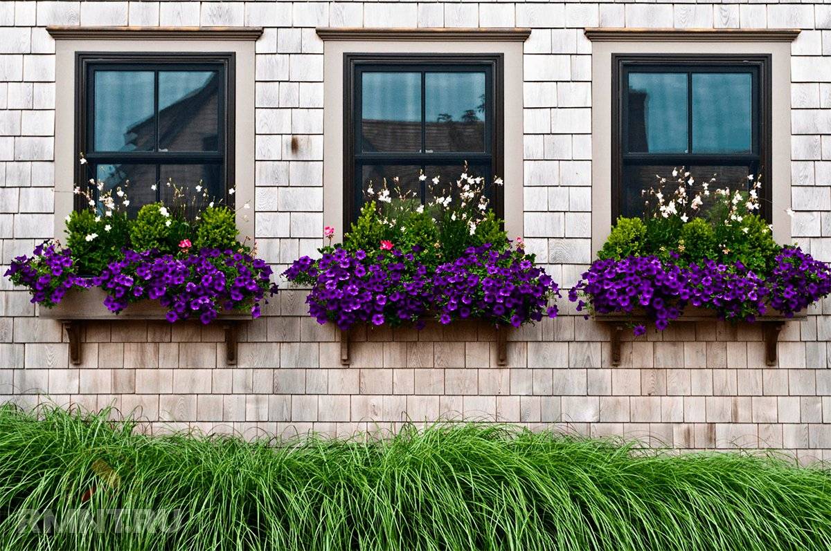 Балконные цветы: фото и названия, какие круглогодичные можно посадить и выращивать и что лучше, самая неприхотливая виола в кашпо, много- и однолетние ароматные