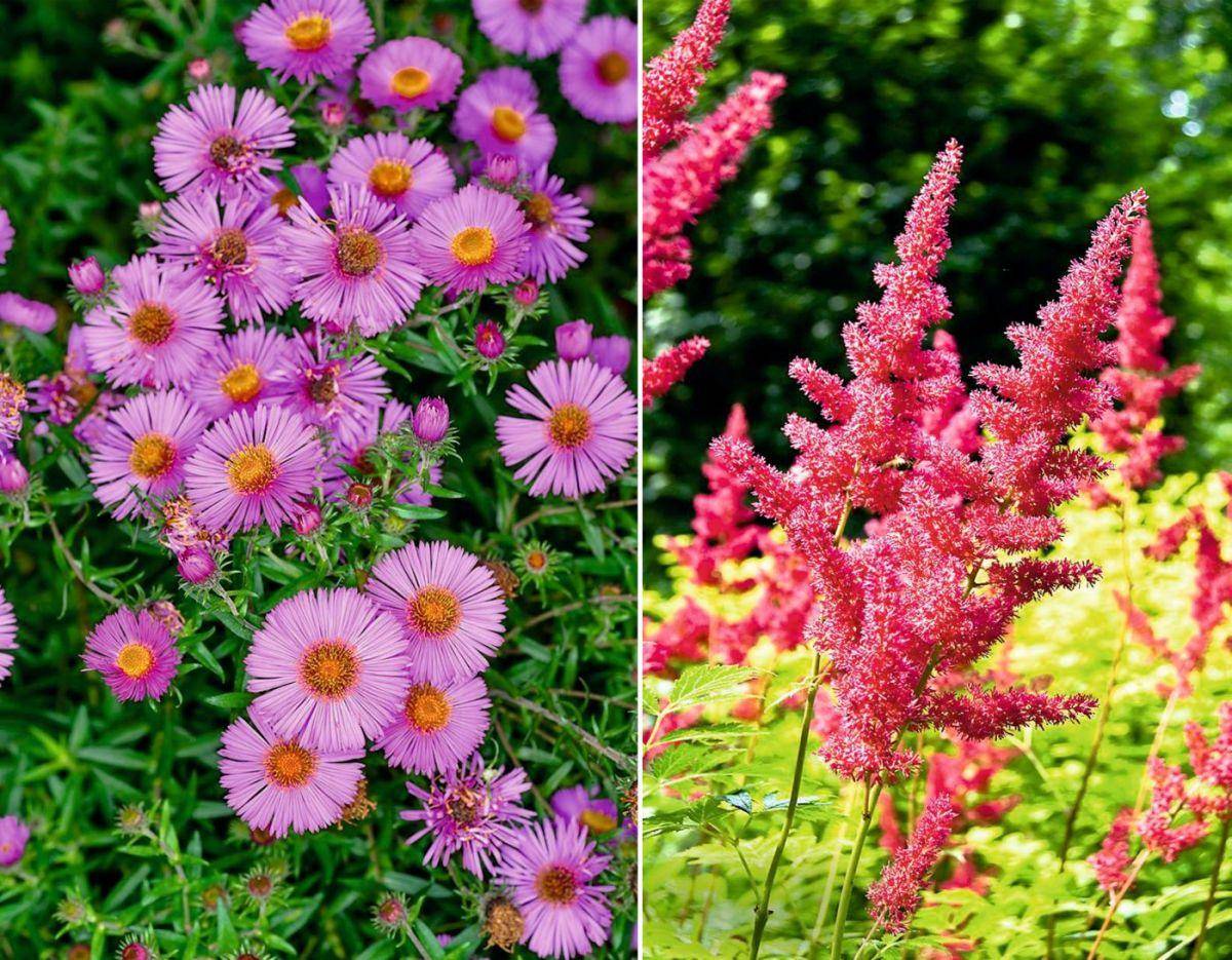 многолетние цветущие растения фото