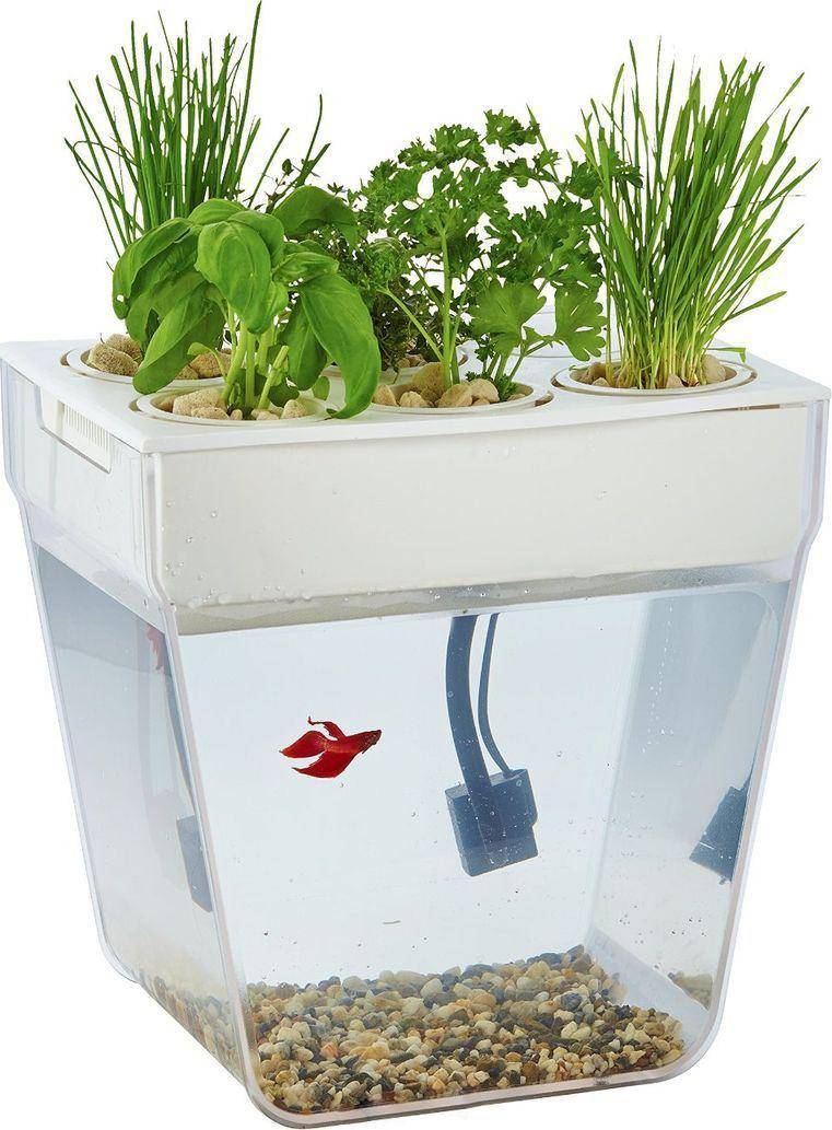 Самоочищающийся аквариум: стоит ли приобретать