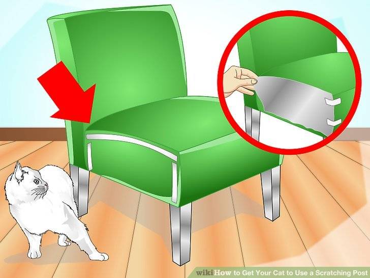 Как отучить кота драть обои: практические советы
