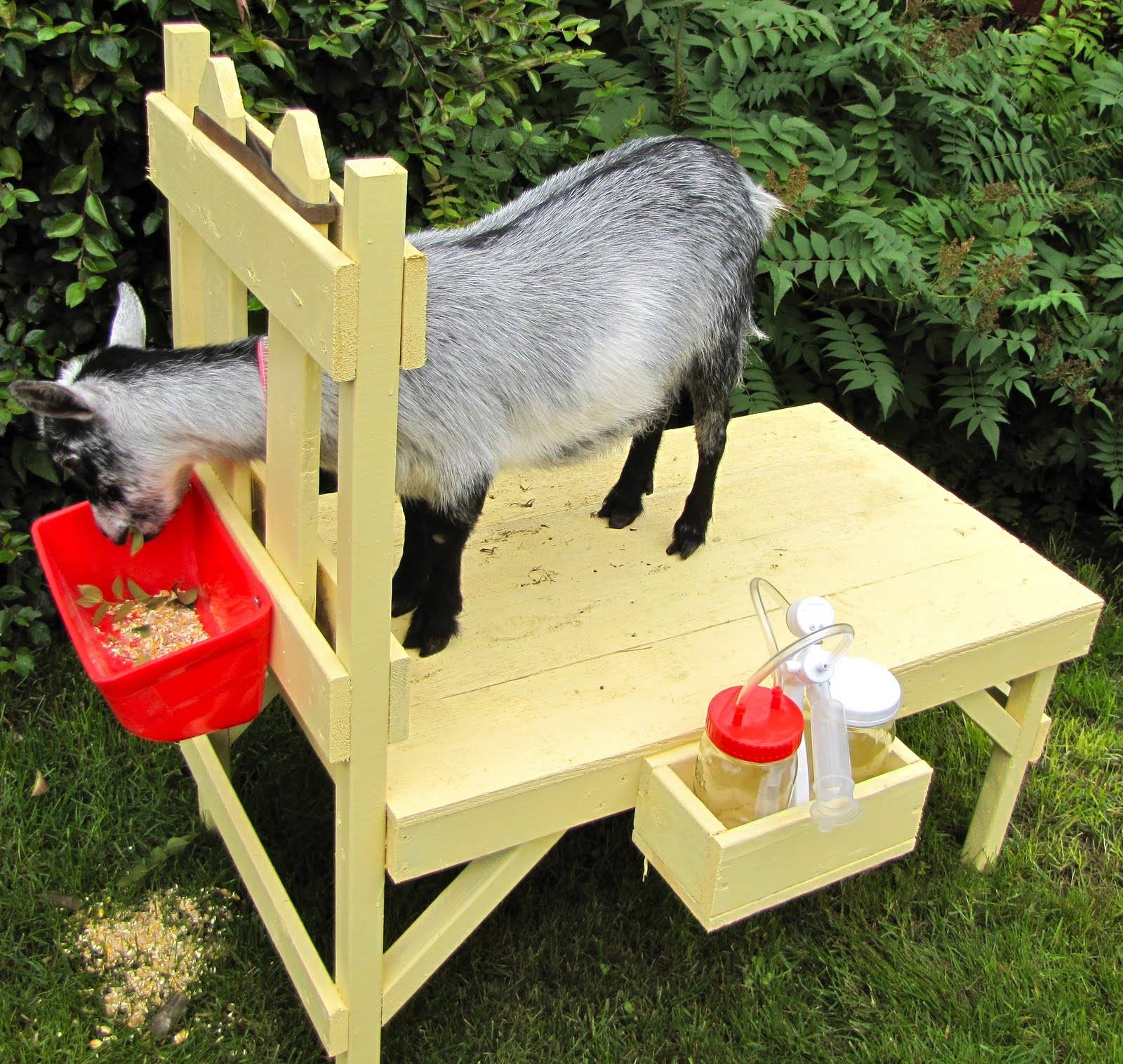 Кормушка для козы своими руками: фото и чертежи