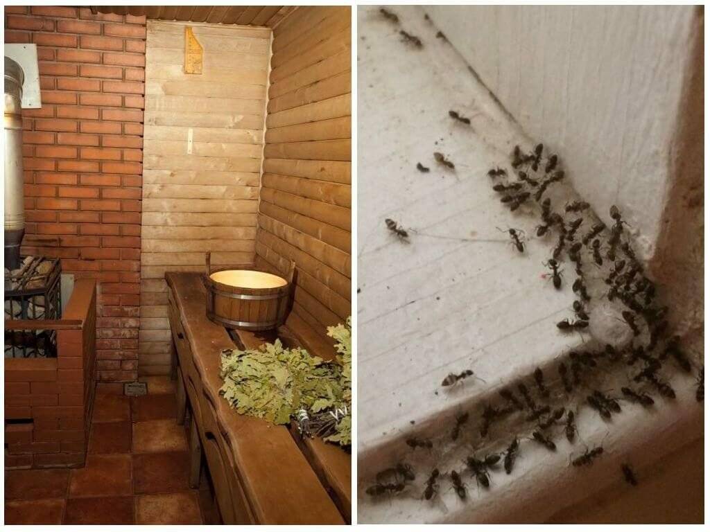Как вывести муравьев из бани и не допустить их повторного появления. как избавиться от муравьёв в бане
