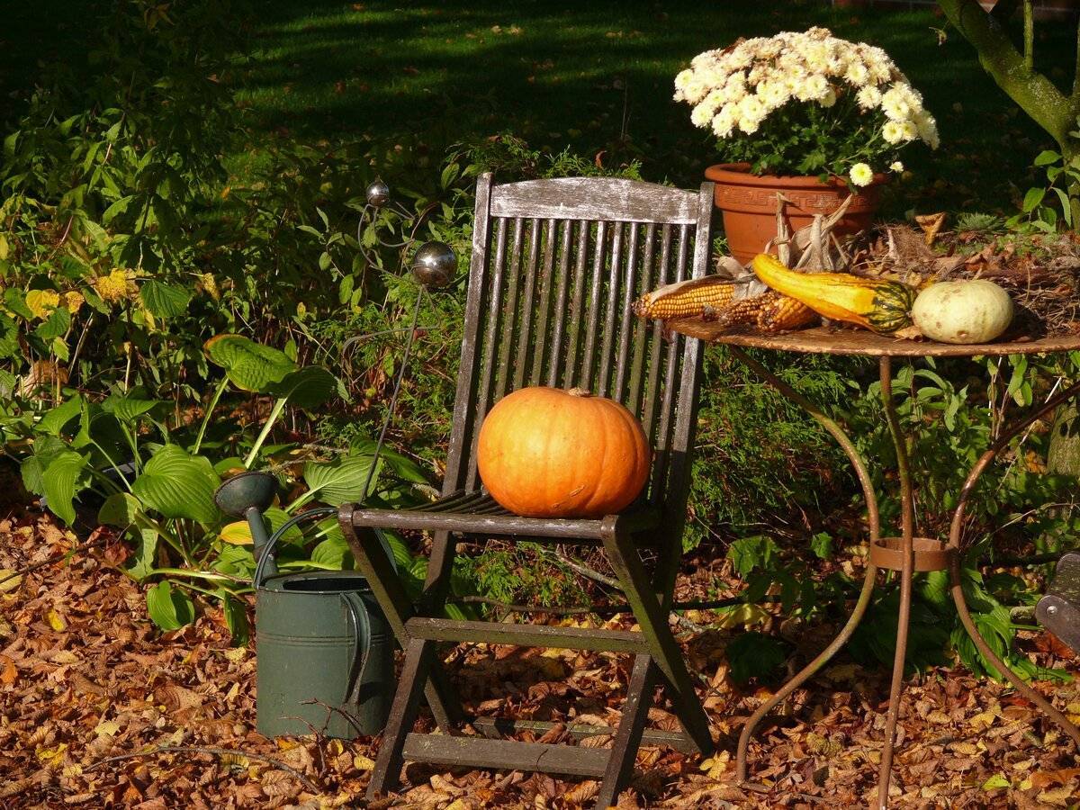 8 самых важных дел в саду и огороде на даче осенью