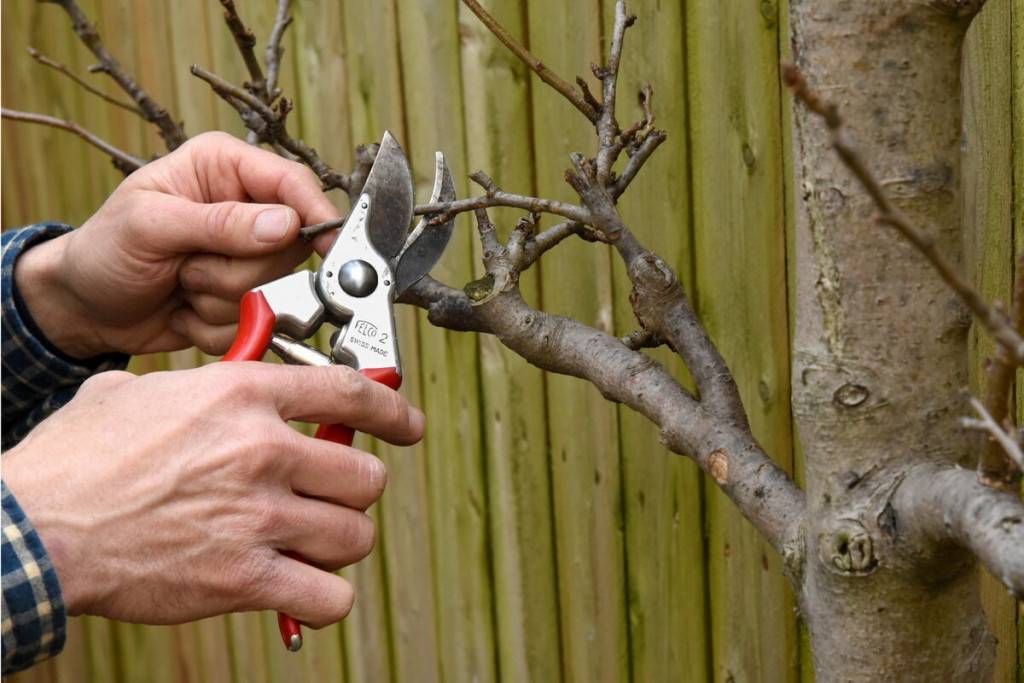 Уход за садовыми деревьями: видео, как поливать, чем удобрять плодовые деревья и как их обрезать