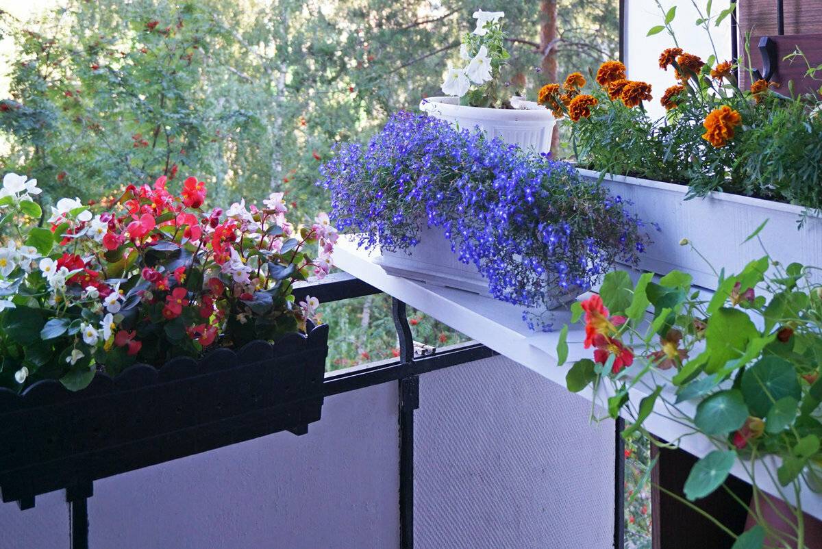 Цветы на балконе: как ухаживать, какие цветы выращивают на балконе