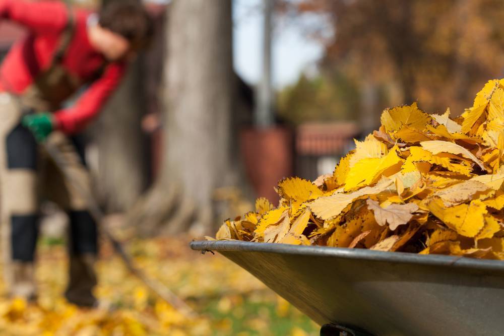 Что посадить на даче осенью: 14 лучших вариантов