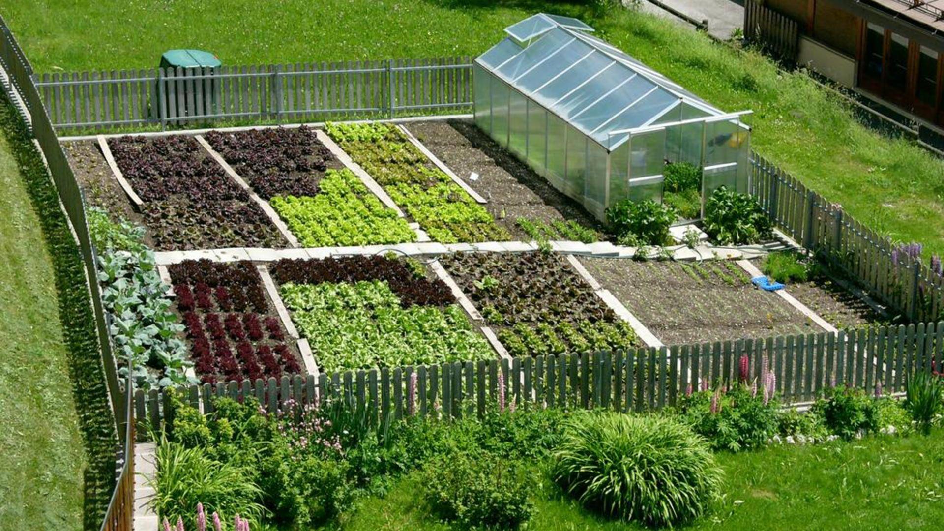Как распланировать огород и сад на участке (+фото)