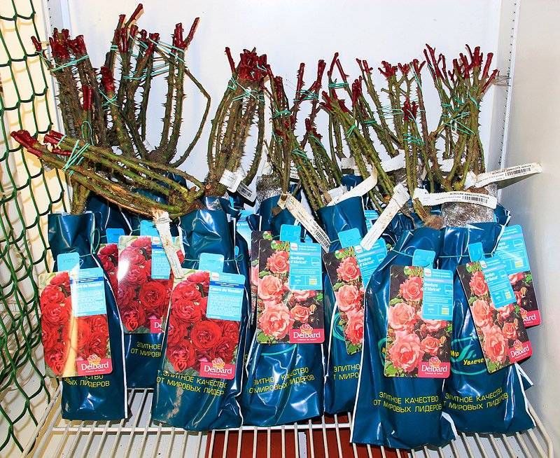 Стоит ли покупать саженцы роз в супермаркете и что с ними делать?