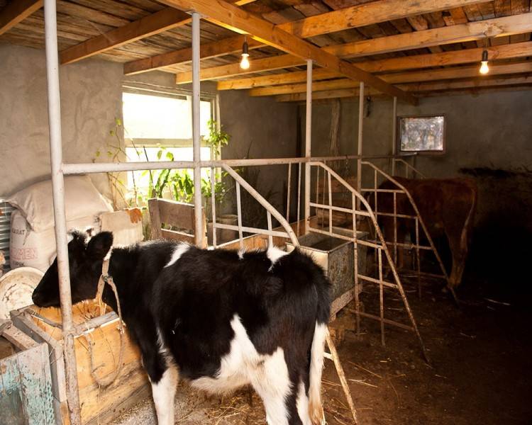 Изготовление сарая для коров своими руками: схемы и фото
изготовление сарая для коров своими руками: схемы и фото