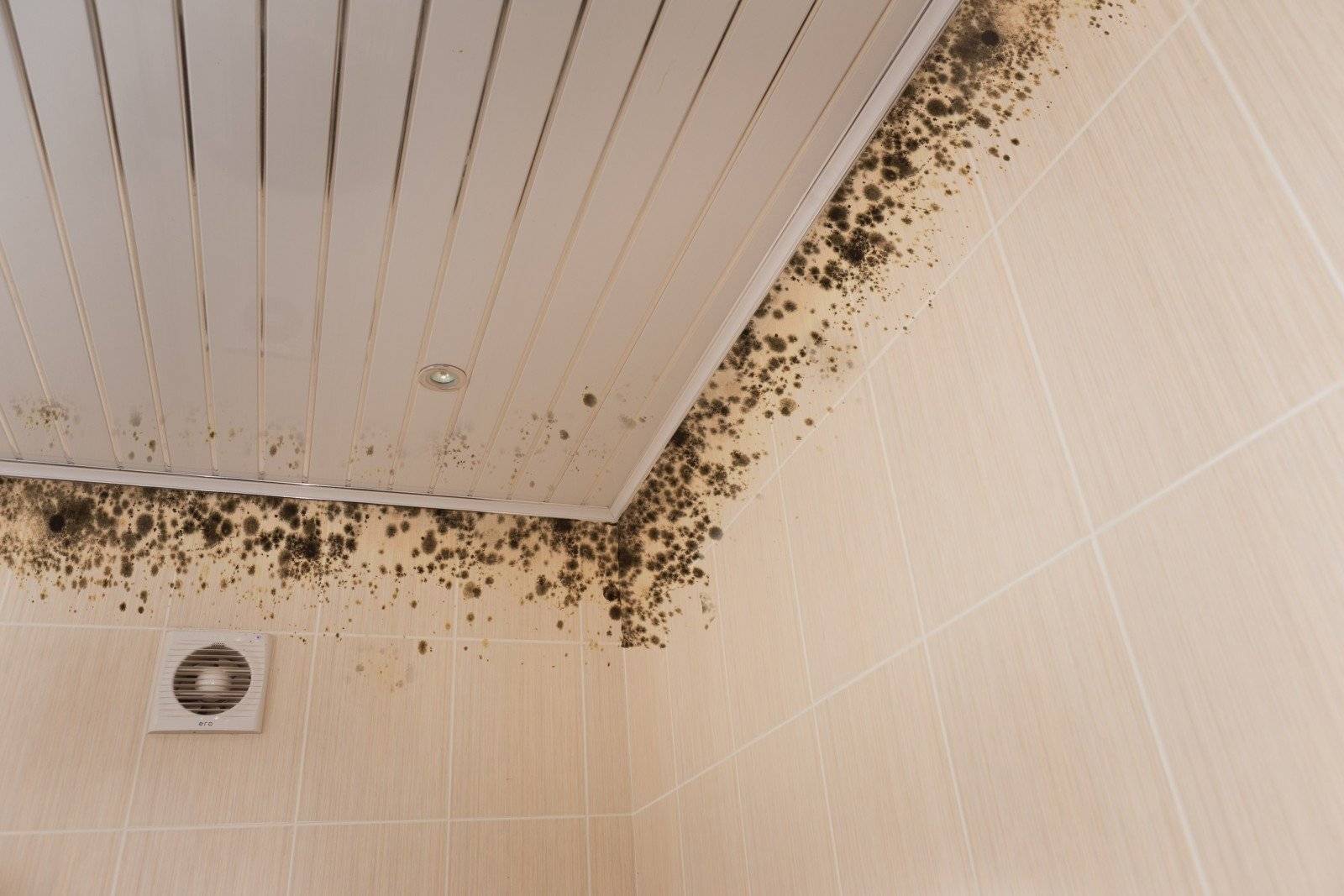 Плесень в ванной: 6 главных причин и 8 методов убрать плесень и грибок между плитками и на герметике