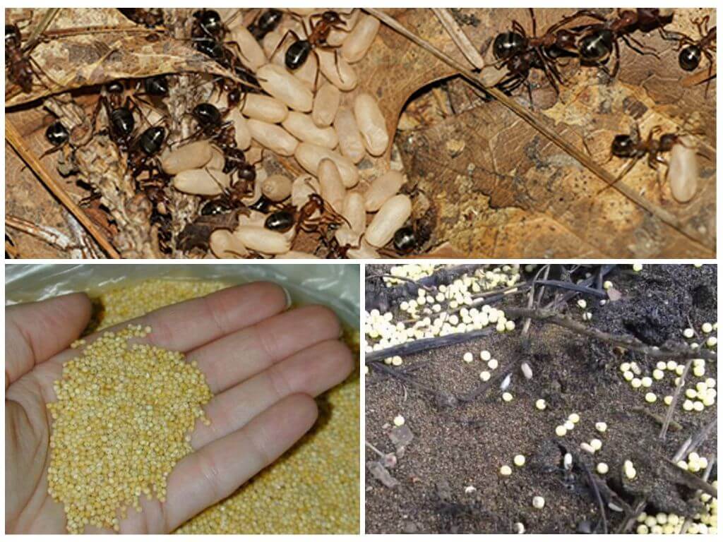 Как избавиться от муравьев в огороде, дома или теплице |  обработка средствами на садовом участке