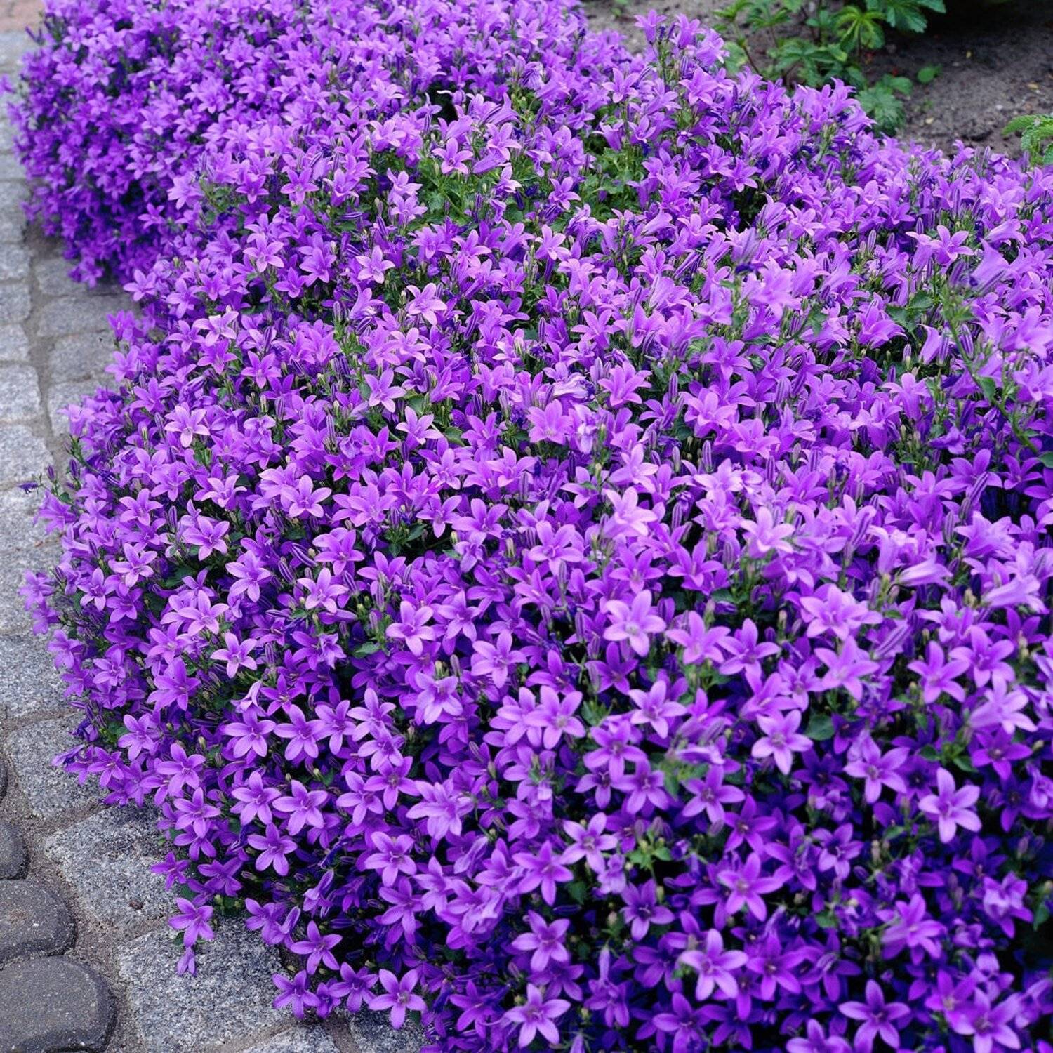 Колокольчик Портеншлага (Campanula portenschlagiana)