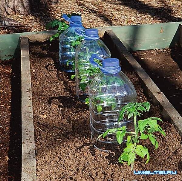 Капельный полив из пластиковых бутылок своими руками